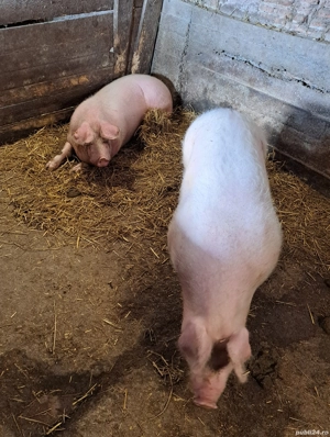 Vând porci rasa de carne  - imagine 4