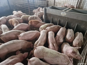 Porci si purcei carne