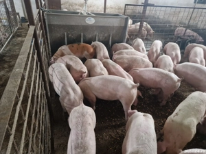 Porci si purcei carne - imagine 2