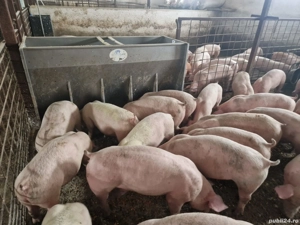 Porci si purcei carne - imagine 4