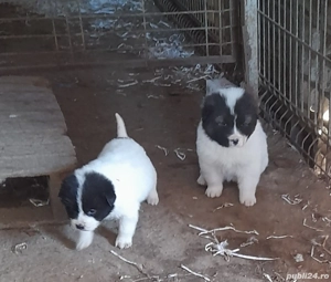  Căței Ciobanesti de Bucovina!