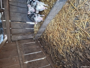 Vând purcei  - imagine 3