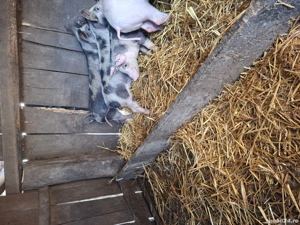 Vând purcei  - imagine 4