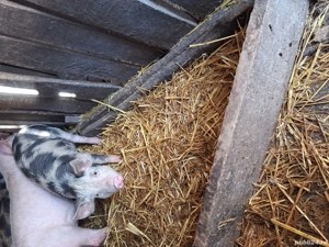 Vând purcei  - imagine 5