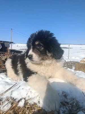 ciobanesc Romanesc de Bucovina