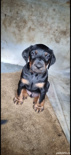 Pui Jagd terrier JagdTerrier