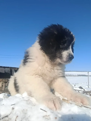 ciobanesc Romanesc de Bucovina - imagine 2