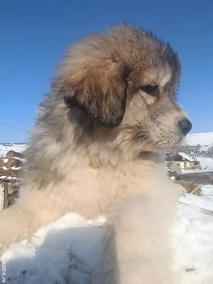 ciobanesc Romanesc de Bucovina - imagine 4