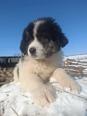 ciobanesc Romanesc de Bucovina - imagine 3