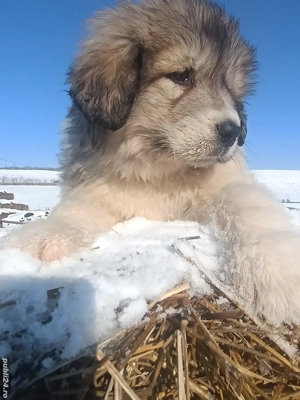 ciobanesc Romanesc de Bucovina - imagine 5