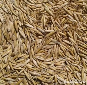 ovaz de sămânță sau furajare