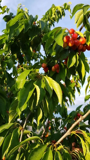 Casa lemn rotund si ciuber langa Manastirea Bistrita, Neamt