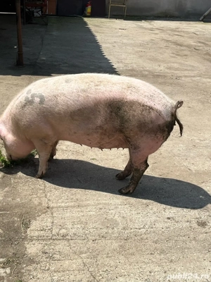 Purcea de vanzare!  - imagine 2