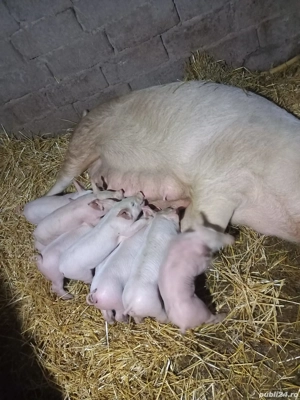 Vand purcea cu 9 purcei - imagine 2