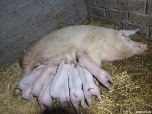 Vand purcea cu 9 purcei