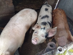 Porci de vânzare  - imagine 3