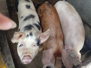 Porci de vânzare  - imagine 2