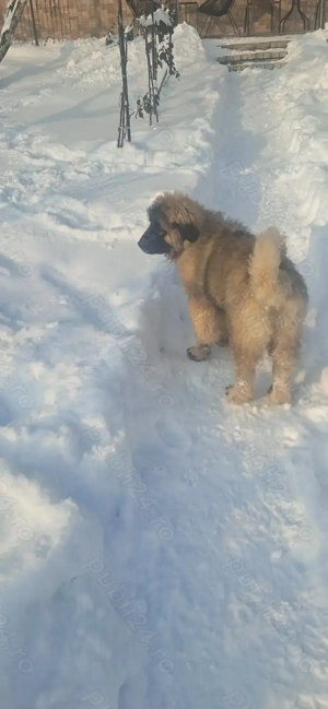 Ciobănesc caucazian 