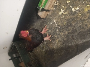 vind cocos si gaina dong tao - imagine 3