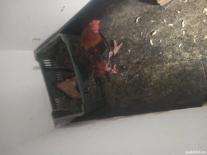 vind cocos si gaina dong tao - imagine 2