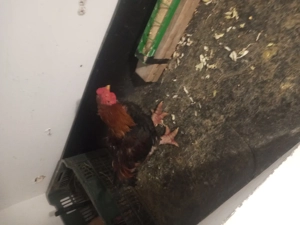 vind cocos si gaina dong tao