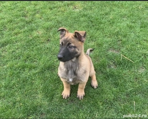 Ciobănesc Belgian Malinois