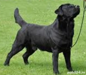 Labrador Retriever Campiom RO