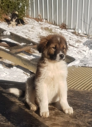 Catei de rasa metis ciobanesc spre adoptie