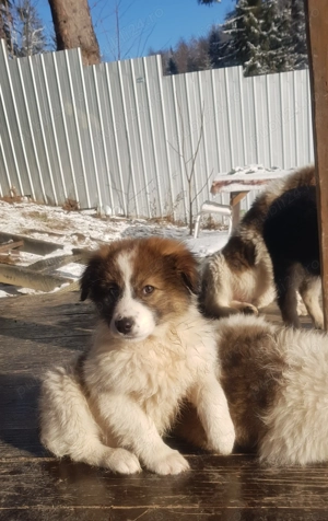 Cateluse de rasa metis ciobanesc