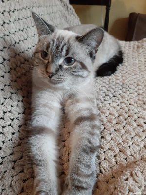 Pisică de casă iubareata 