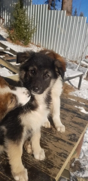 Donez cateluse de rasa metis ciobanesc - imagine 2