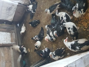 Vand rate mute  - imagine 2