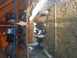 Vand bibilici multicolore 