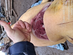 Vand purcei de rasa - imagine 4