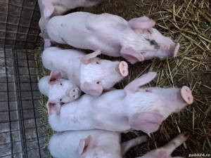 Vand purcei de rasa - imagine 2