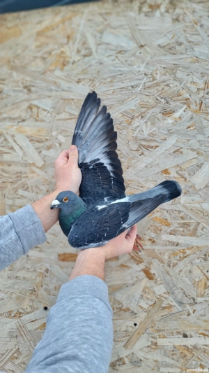 Porumbei voiajori  - imagine 3