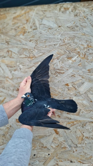 Porumbei voiajori  - imagine 4