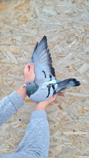 Porumbei voiajori  - imagine 5