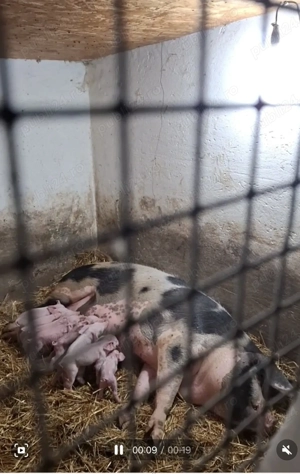 Vand purcei de rasa - imagine 3