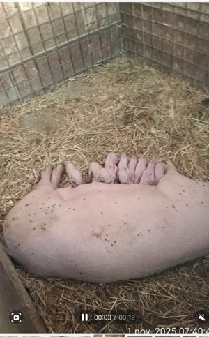 Vand purcei de rasa - imagine 5