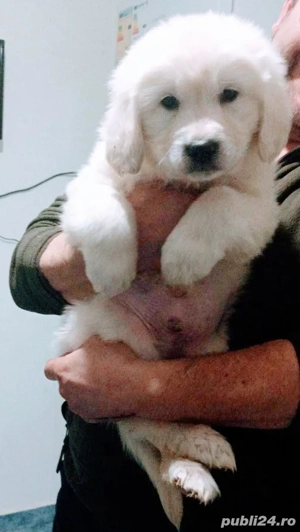 Pui Golden Retriever cu Pedigree FCI - imagine 2