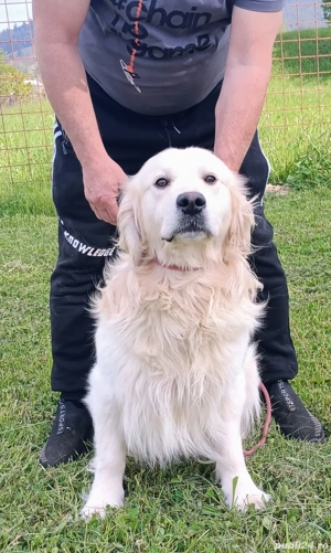 Pui Golden Retriever cu Pedigree FCI - imagine 3