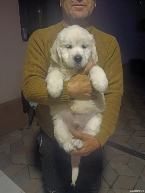 Pui Golden Retriever cu Pedigree FCI