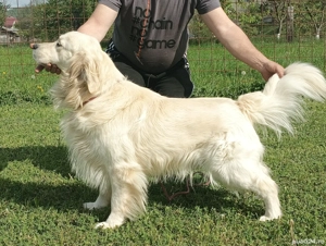 Pui Golden Retriever cu Pedigree FCI - imagine 4