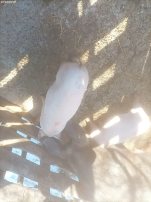 Vind purcei de rasa .marele alb.