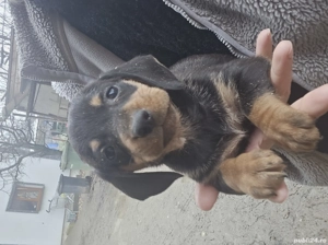 Catei tekel - imagine 2