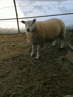 Berbec texal  - imagine 2