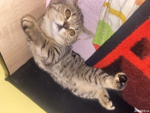 Brithis shorhair - imagine 4