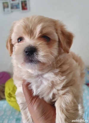 Bichon Havanez talie mică  - imagine 2