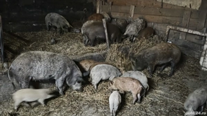 Vand porci mangalita - imagine 3